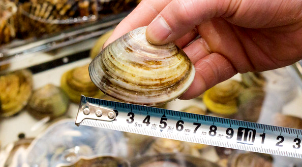 蛏子贝壳类海鲜,贝类海鲜有哪些毛蚶