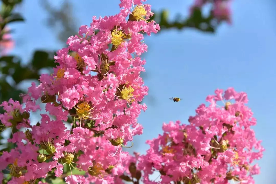 惊喜！8月24日黄姚花海景区免费入园了，这些“仙境”你舍得错过吗？