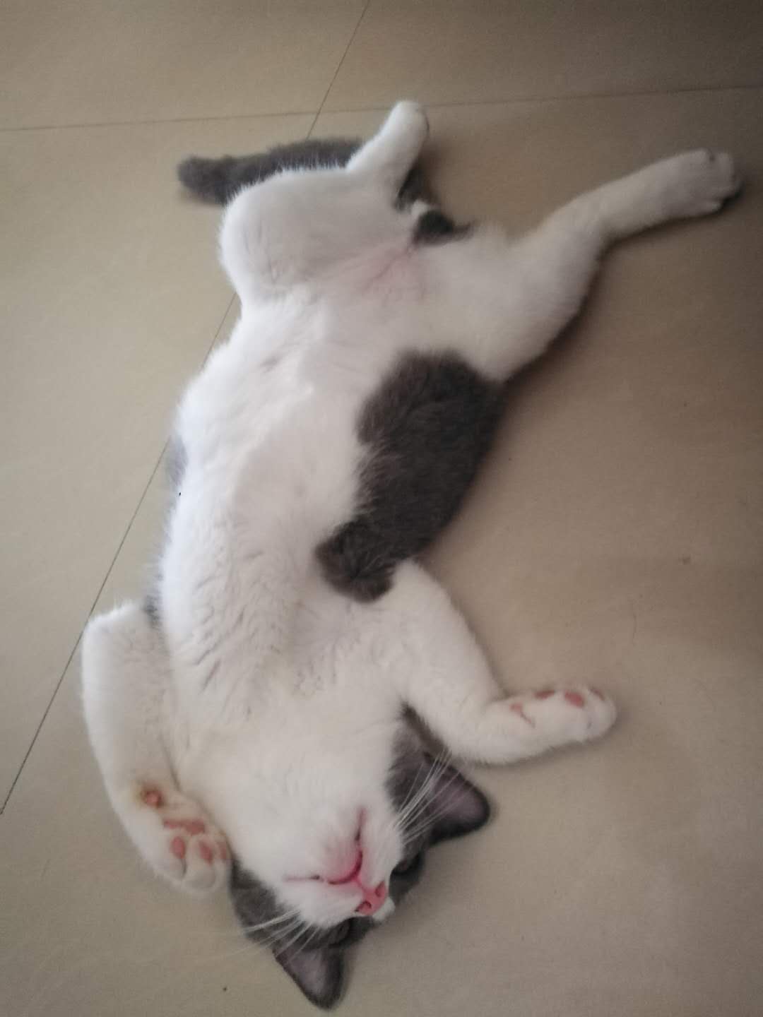 开饭啦营养餐怎么做,怎么自己动手做猫粮又健康又营养