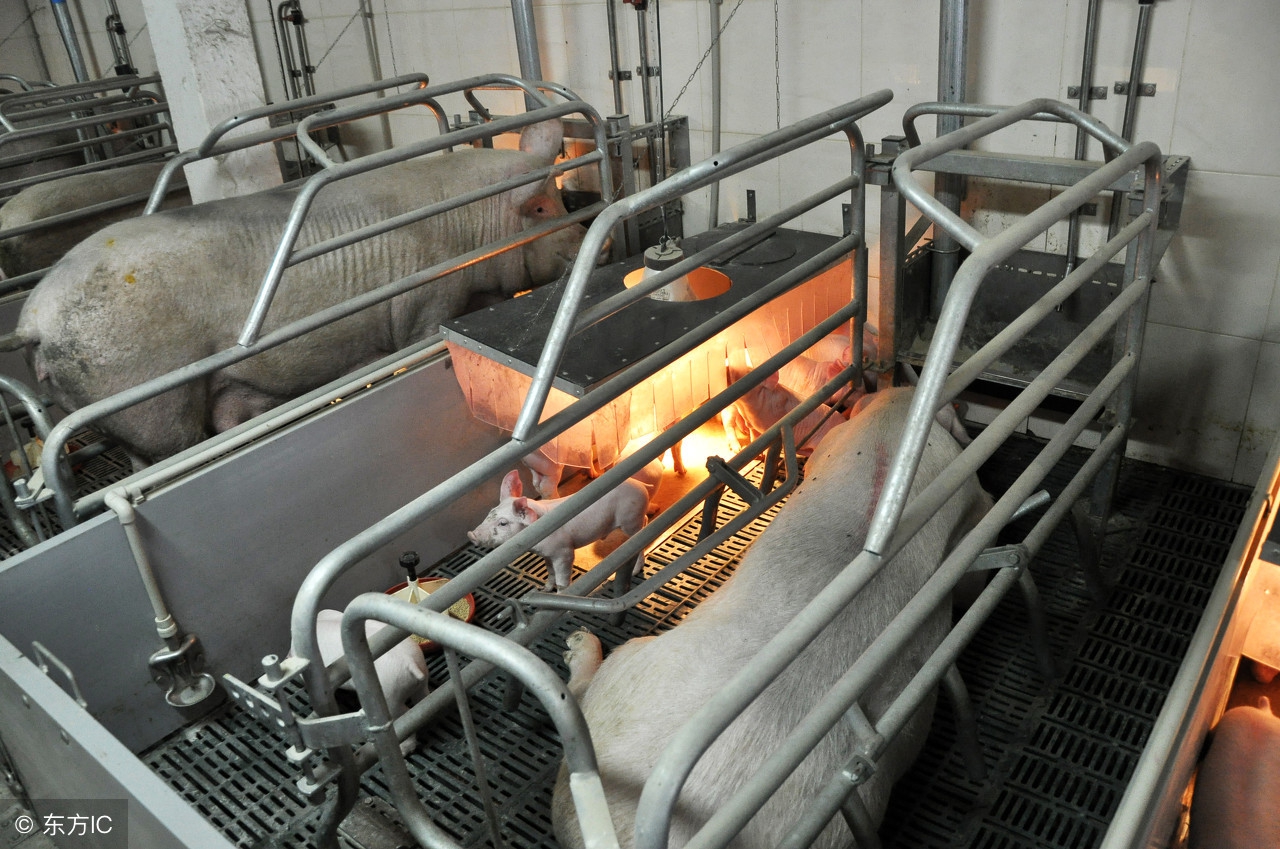 养猪要喂什么食物,养猪吃饲料好还是粥好