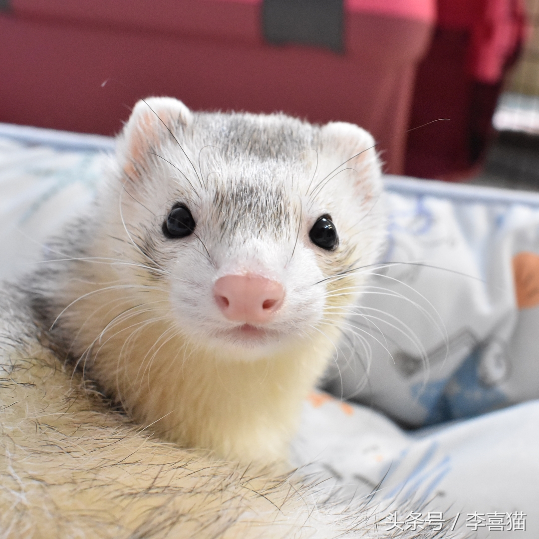 什么貂适合宠物猫咪,宠物貂跟猫咪