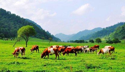 西北大地黄土高原,西北大地合集