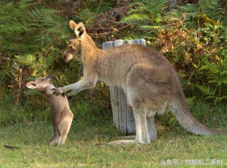 袋鼠袋子里有粪便怎么办,袋鼠袋子里住着一窝鸟