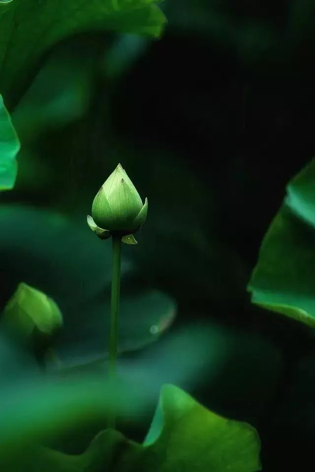 处暑节气绘画,处暑不出头割谷喂老牛什么意思