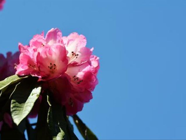 杜鹃花叶子发蔫落叶怎么办,杜鹃花叶子发褐怎么办