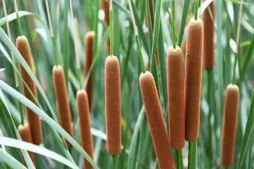 水烛食用方法,水蜡烛的芯可以做菜吃吗