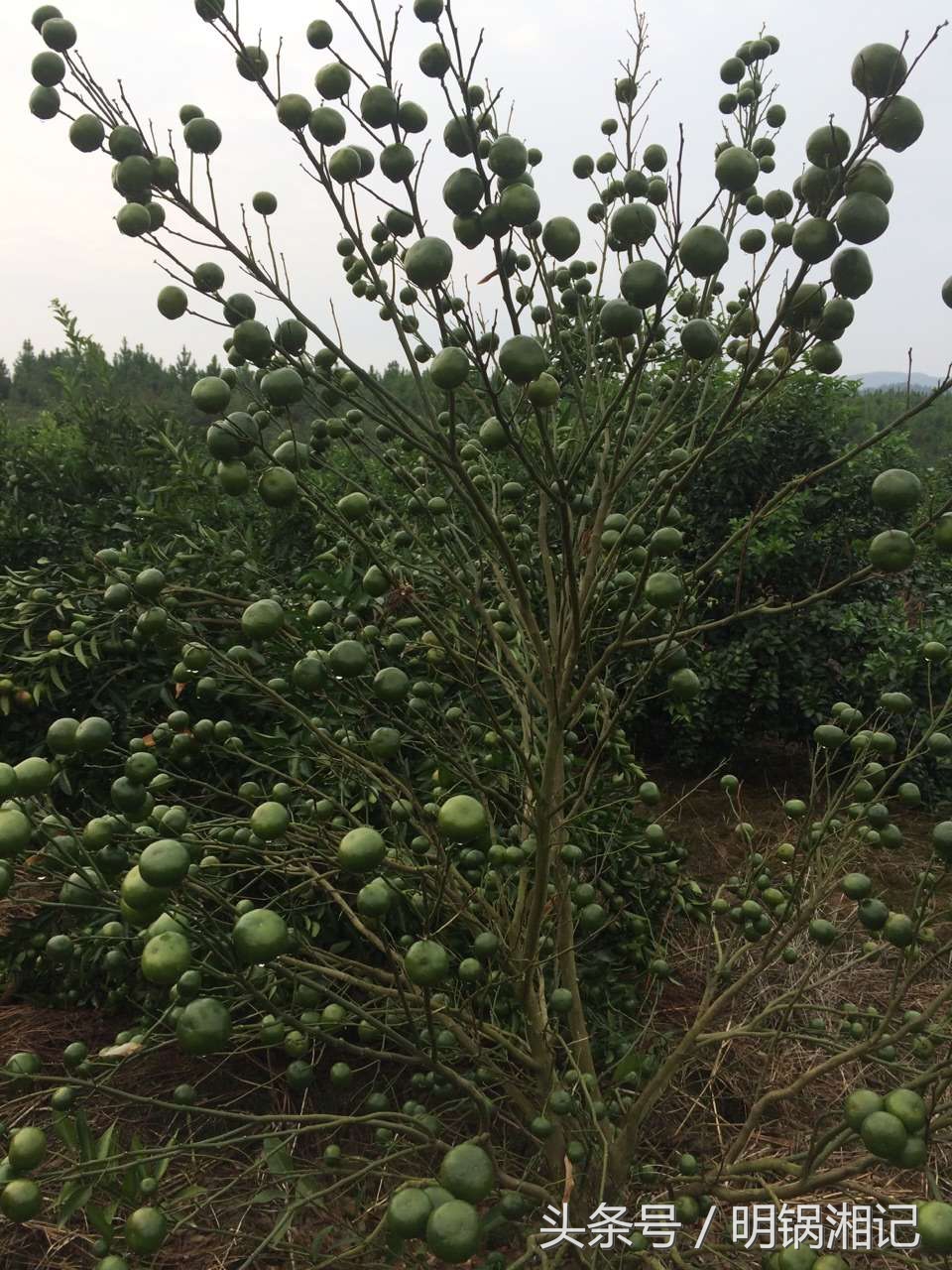 荔浦果农种植技术,广西果农种植户