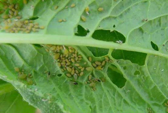 花菜常见病虫害大全及防治措施,花菜有虫害怎么办