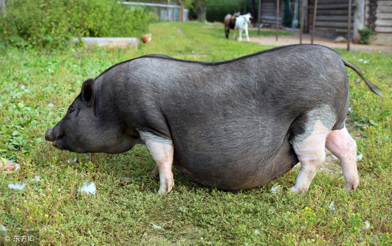夏季母猪如何用药保健,冬季养母猪六大注意事项
