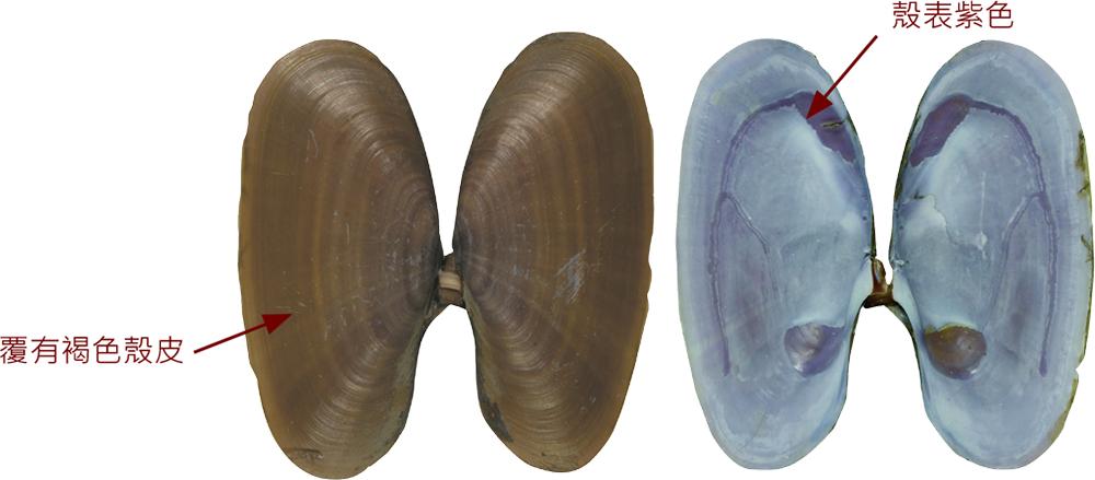 蛏子贝壳类海鲜,贝类海鲜有哪些毛蚶