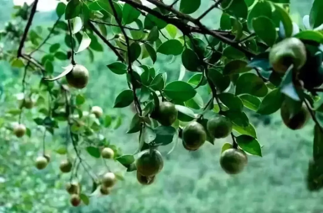 哪些洗发水中有危害成分,有哪些成分的洗发水要避雷
