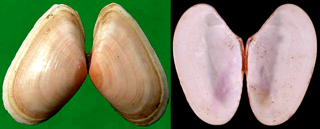 蛏子贝壳类海鲜,贝类海鲜有哪些毛蚶