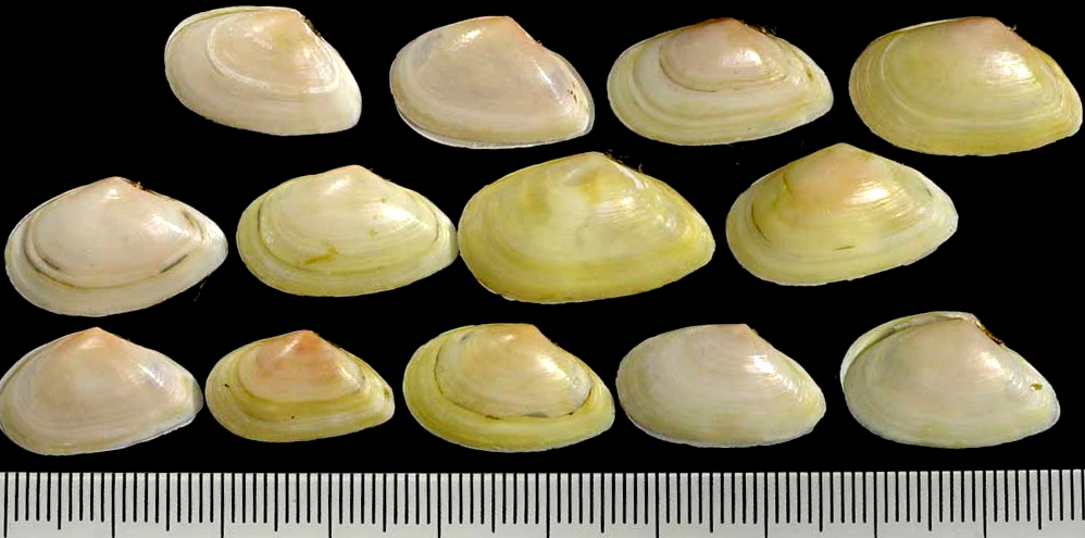 蛏子贝壳类海鲜,贝类海鲜有哪些毛蚶