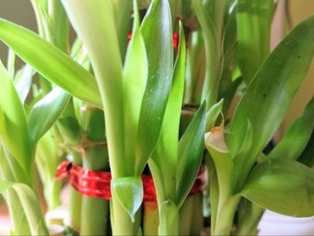 富贵竹黄叶烂根怎么解决,富贵竹黄叶怎么补救最佳方法