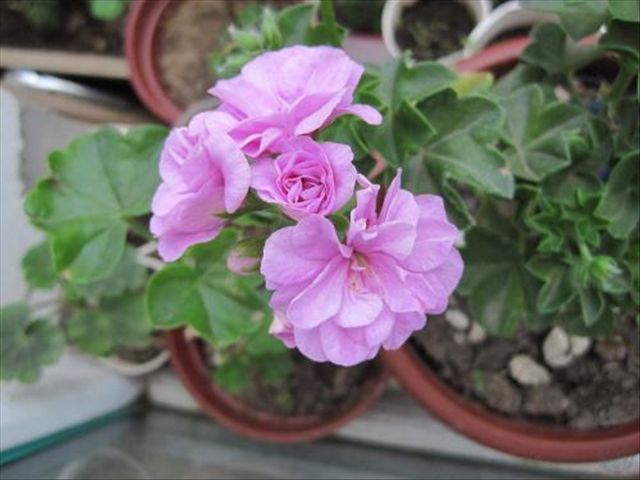 天竺葵病害一半叶枯萎,天竺葵常见的病虫害及防治方法