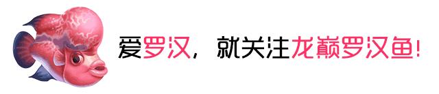 罗汉鱼喂食技巧,罗汉鱼怎么饲养