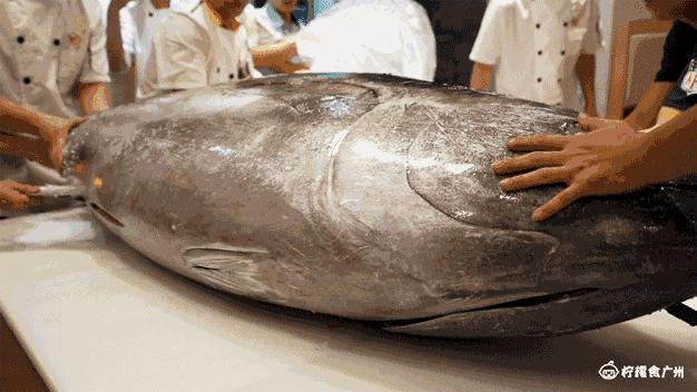 价值20w的金枪鱼,价值2k的蓝鳍金枪鱼