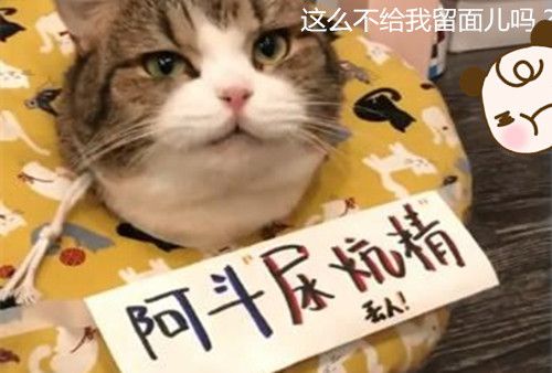 猫咪尿床被发现了应该怎么教育,猫咪尿床最有效的解决方法