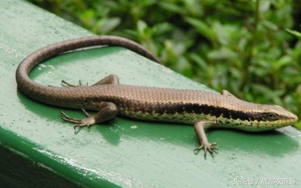 蓝色的四脚蛇有毒吗？村民表示吓死了