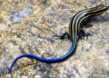 蓝色的四脚蛇有毒吗？村民表示吓死了