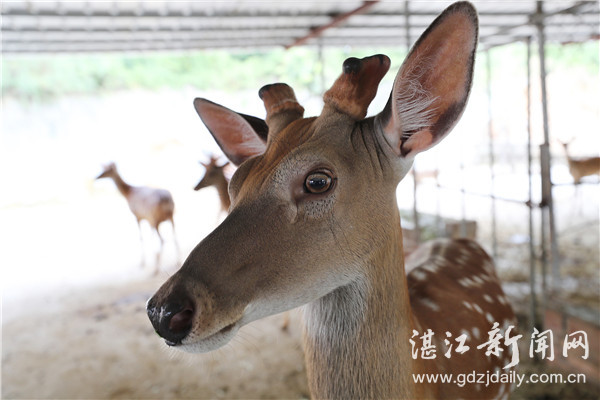 珍稀动物园锦江山,广东最珍稀动物园