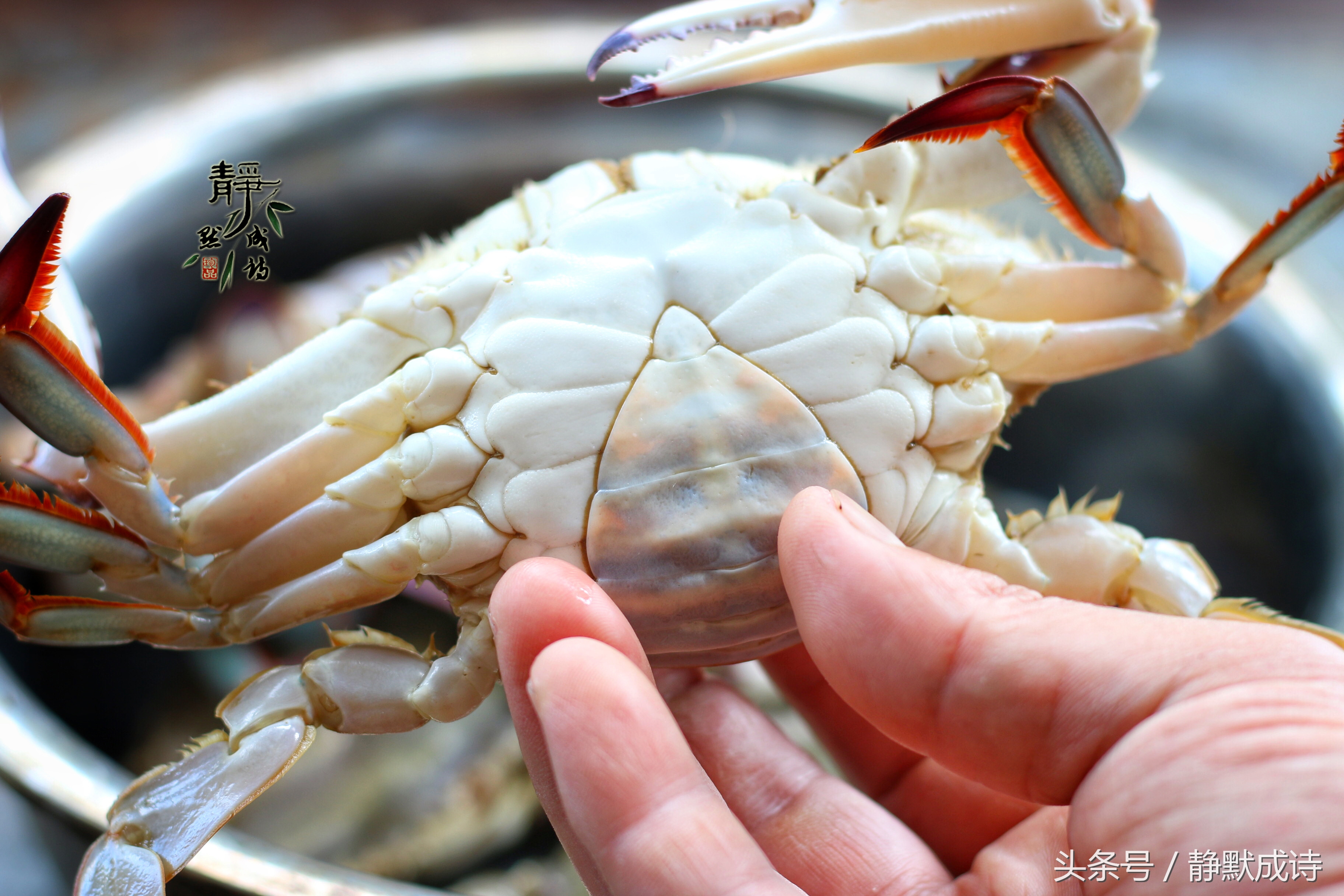 蒸熟的螃蟹冰冻后再蒸要多久,螃蟹在电饭煲里面蒸要蒸多长时间