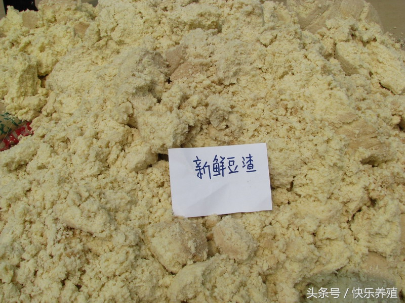 豆腐渣养羊,育肥羊可以喂豆腐渣么