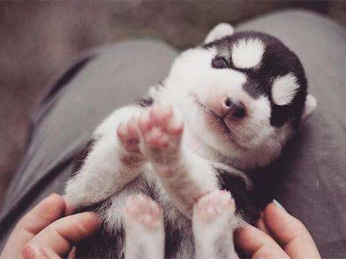 小狗刚到家怎么养柯基呢,小狗刚到家关笼子里一直叫怎么办