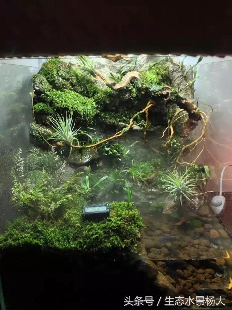 自己动手做水陆缸需要多少钱,第一次做缸视频教程