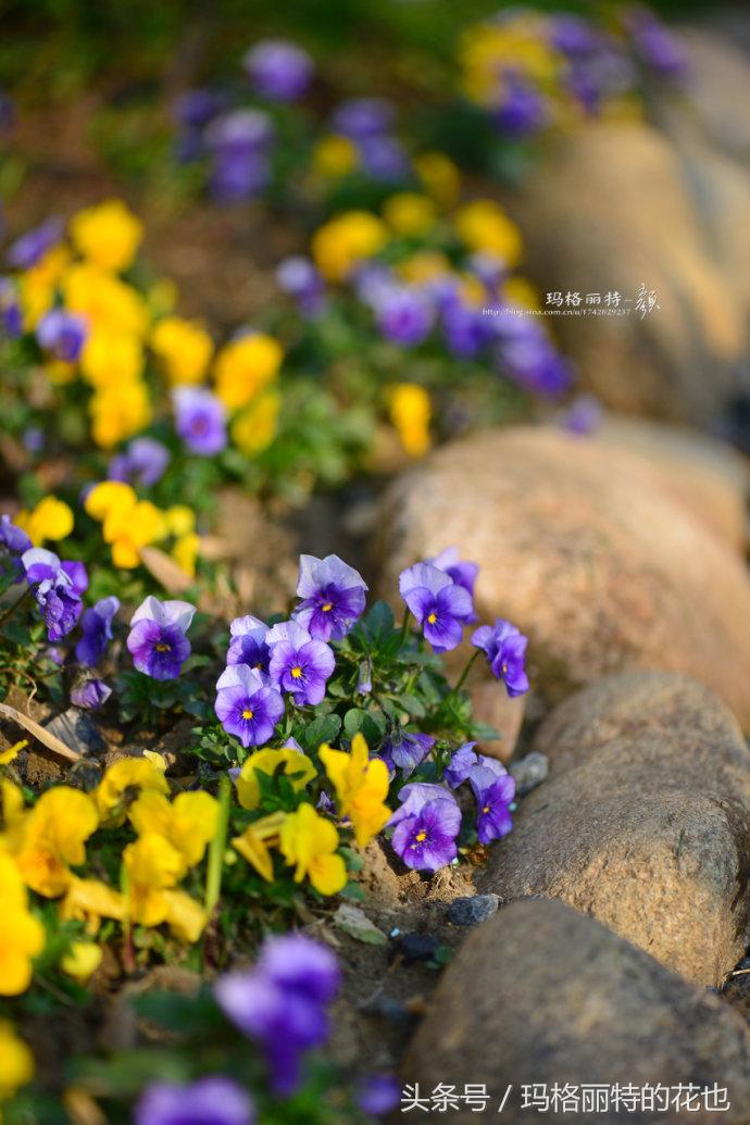 园丁修剪灌木,开满鲜花的小路教学设计一等奖