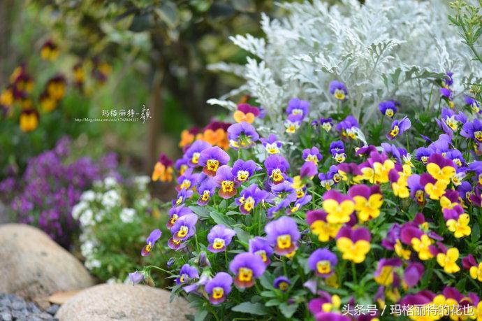 园丁修剪灌木,开满鲜花的小路教学设计一等奖