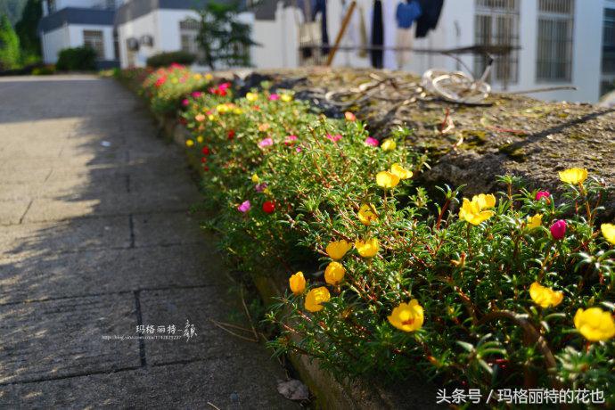 园丁修剪灌木,开满鲜花的小路教学设计一等奖