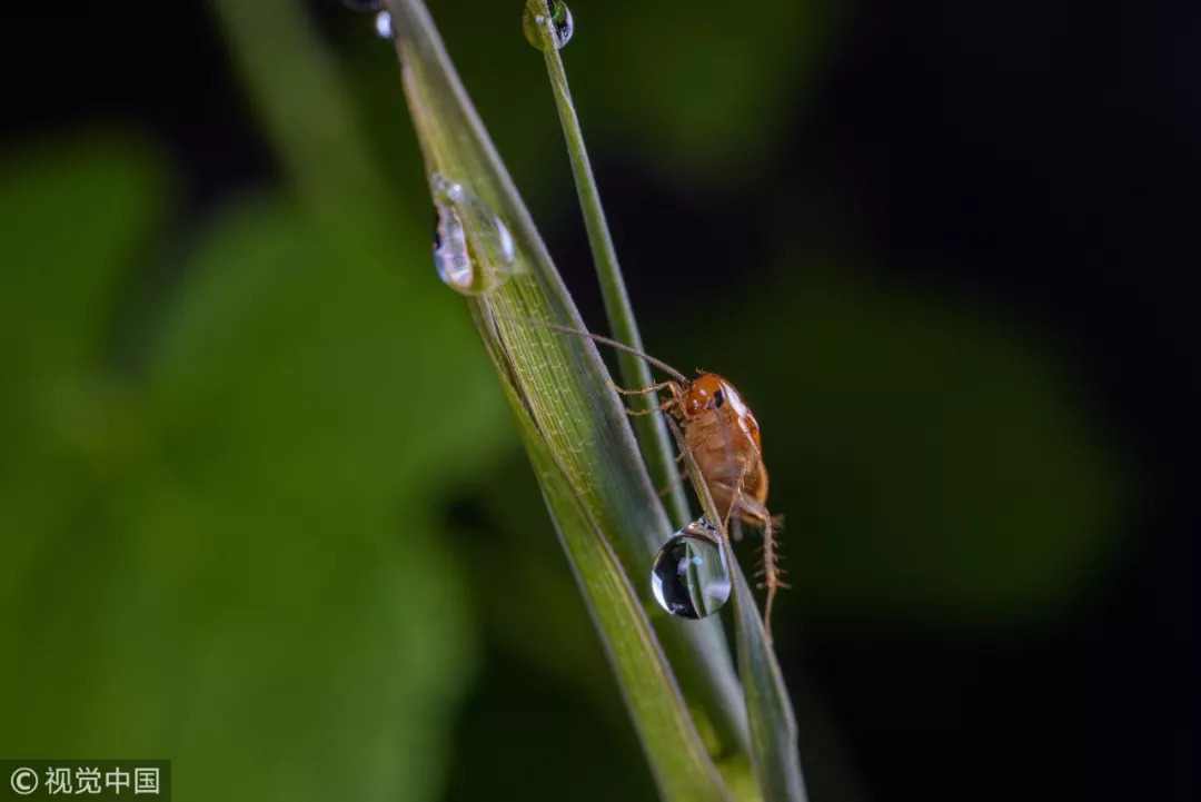 女子发烧40度罪魁祸首,女孩发烧7天后不治身亡