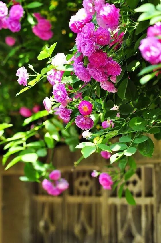 一生以花为伴,以花为伴虚度光阴