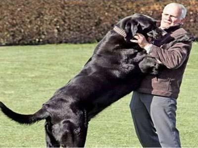 狗狗喜欢扑人怎么办如何训练狗,狗狗喜欢扑人解决方法