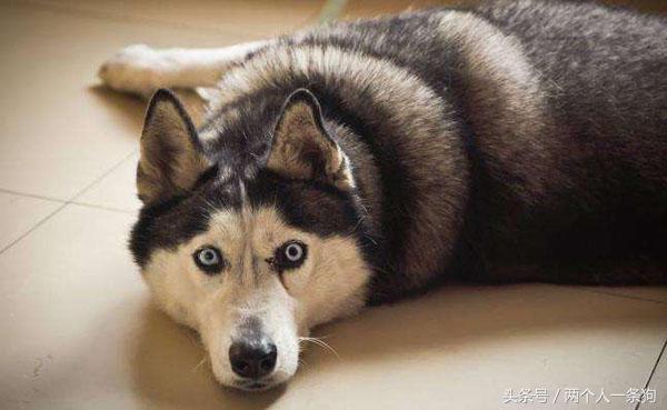 阿拉斯加跟哈士奇怎么选择,哈士奇和阿拉斯加怎么分别