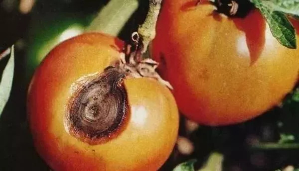 农资店老板透露了一个混合配方,各种农药的配兑技巧分享给农友们