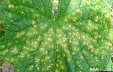 黄瓜苗上出现白点是啥原因,黄瓜里面有白点是什么原因