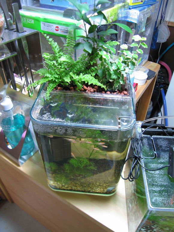 龟缸沼泽过滤系统视频,龟池沼泽过滤