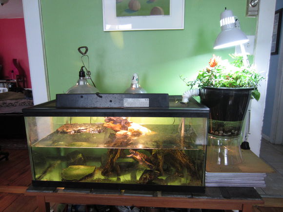 龟缸沼泽过滤系统视频,龟池沼泽过滤