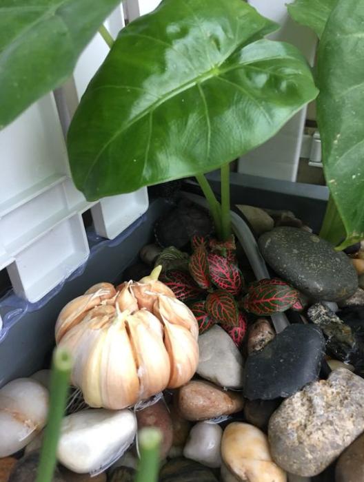 「龟龟环境篇」沼泽过滤(bogfilter):一种原生态水处理技术