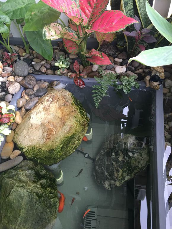 龟缸沼泽过滤系统视频,龟池沼泽过滤