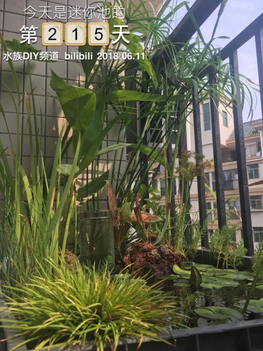 龟缸沼泽过滤系统视频,龟池沼泽过滤