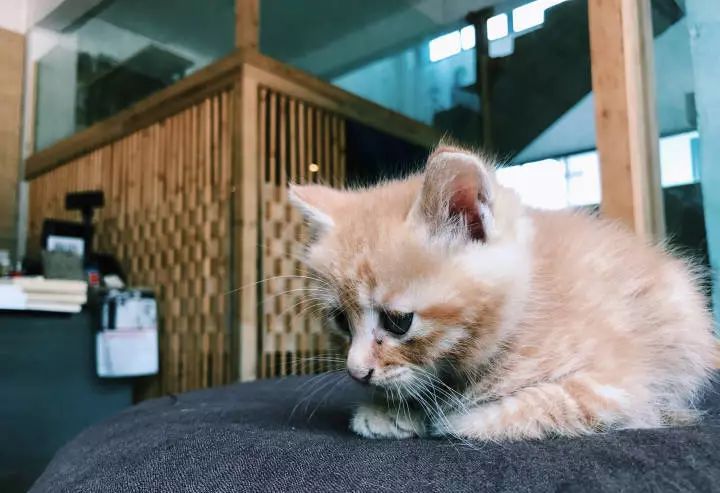 书店街卖的猫,书店猫