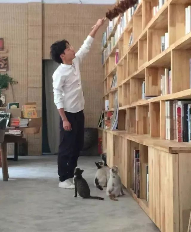 书店街卖的猫,书店猫