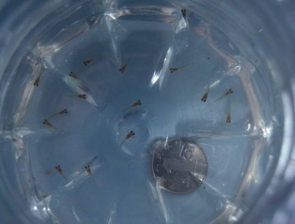 孔雀鱼鱼苗死亡是什么原因,鱼苗死亡掉甲是什么原因