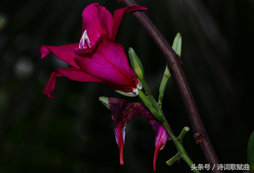 毛*东泽**经典诗词，气魄宏大，每一首都激荡着气势磅礴的英雄气概