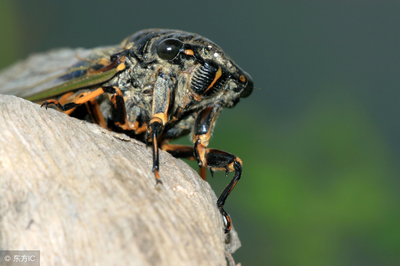 夏日蝉鸣的经典散文,蝉的唯美散文