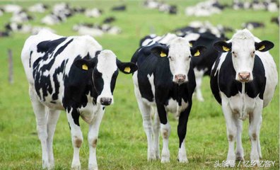 有公奶牛产奶吗,真的有放养牧场的奶牛吗