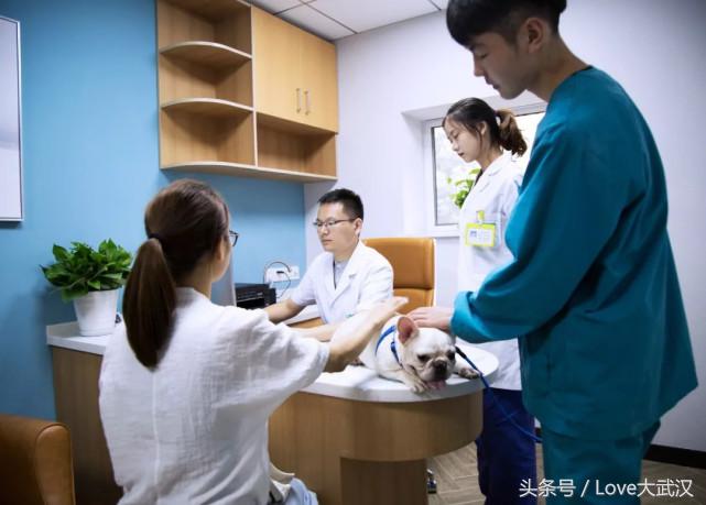 爱宠宠物医院服务中心,爱宠宠物医疗中心